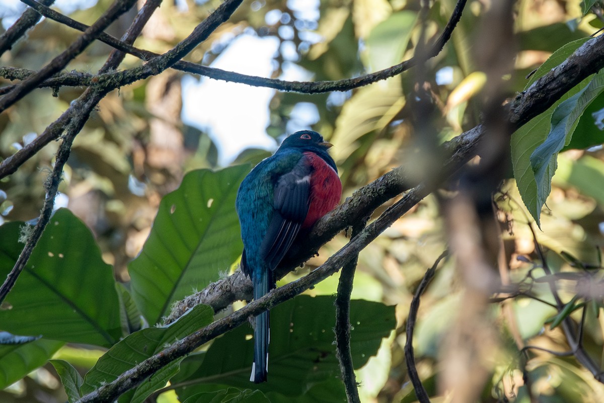 Masked Trogon - ML623161299