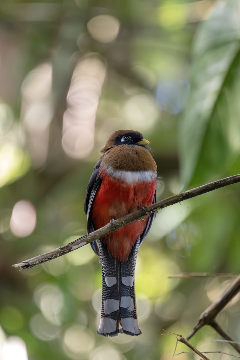 Masked Trogon - ML623161300