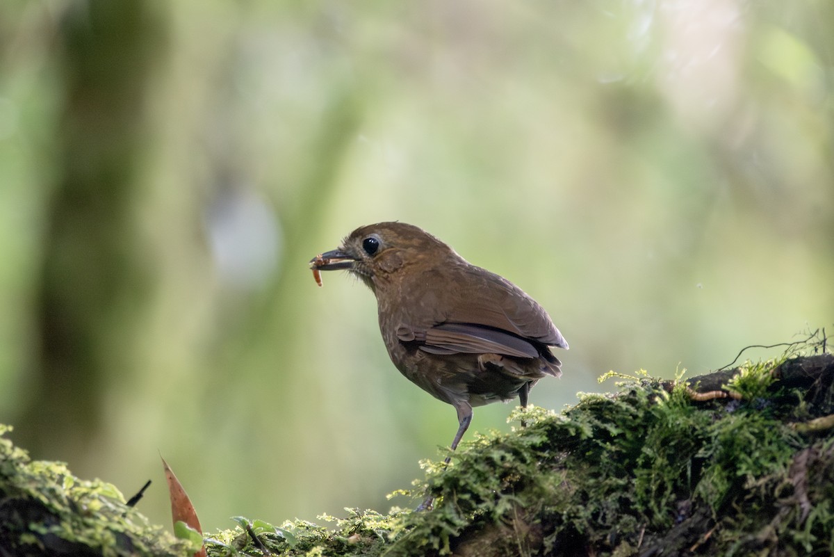 Brown-banded Antpitta - ML623161311