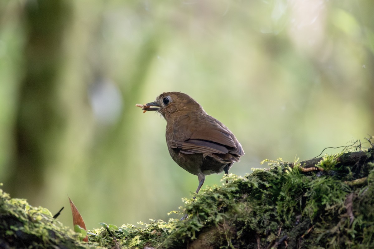 Brown-banded Antpitta - ML623161312