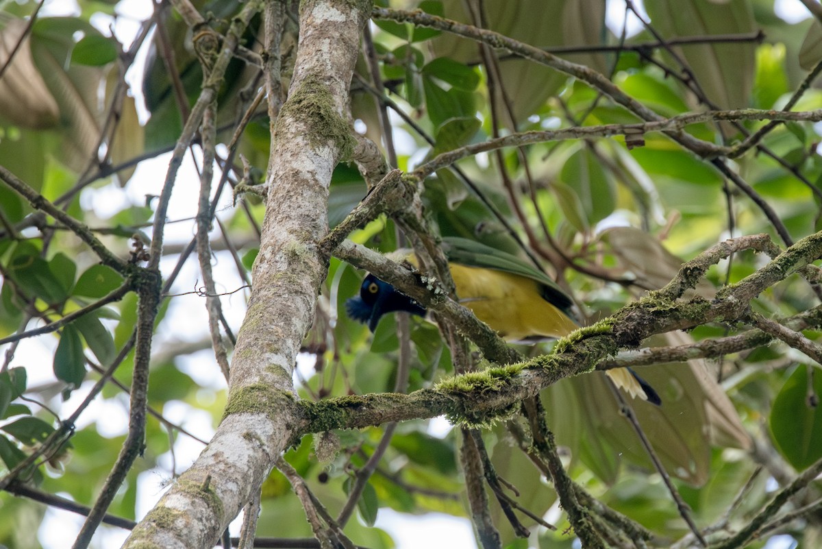 Green Jay - ML623161321