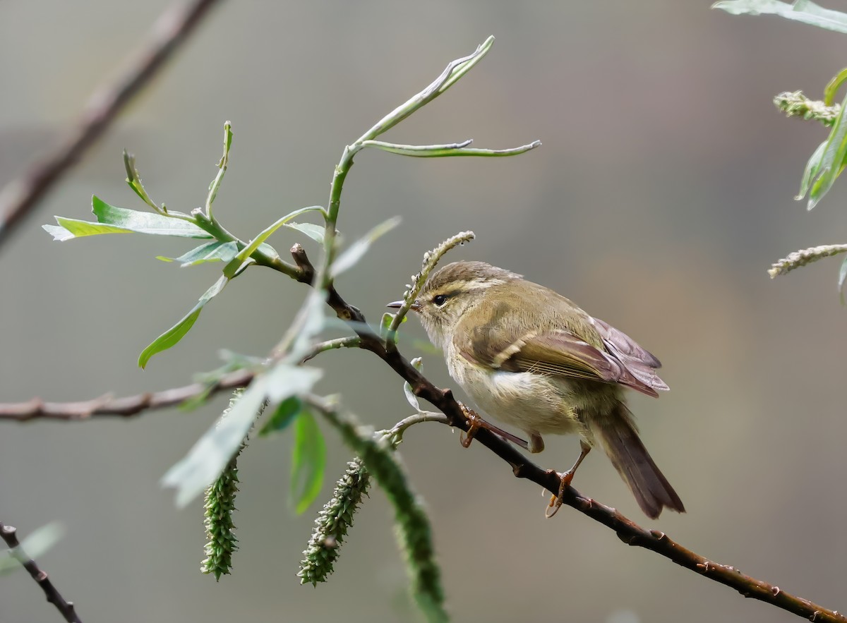 Buff-barred Warbler - ML623161336