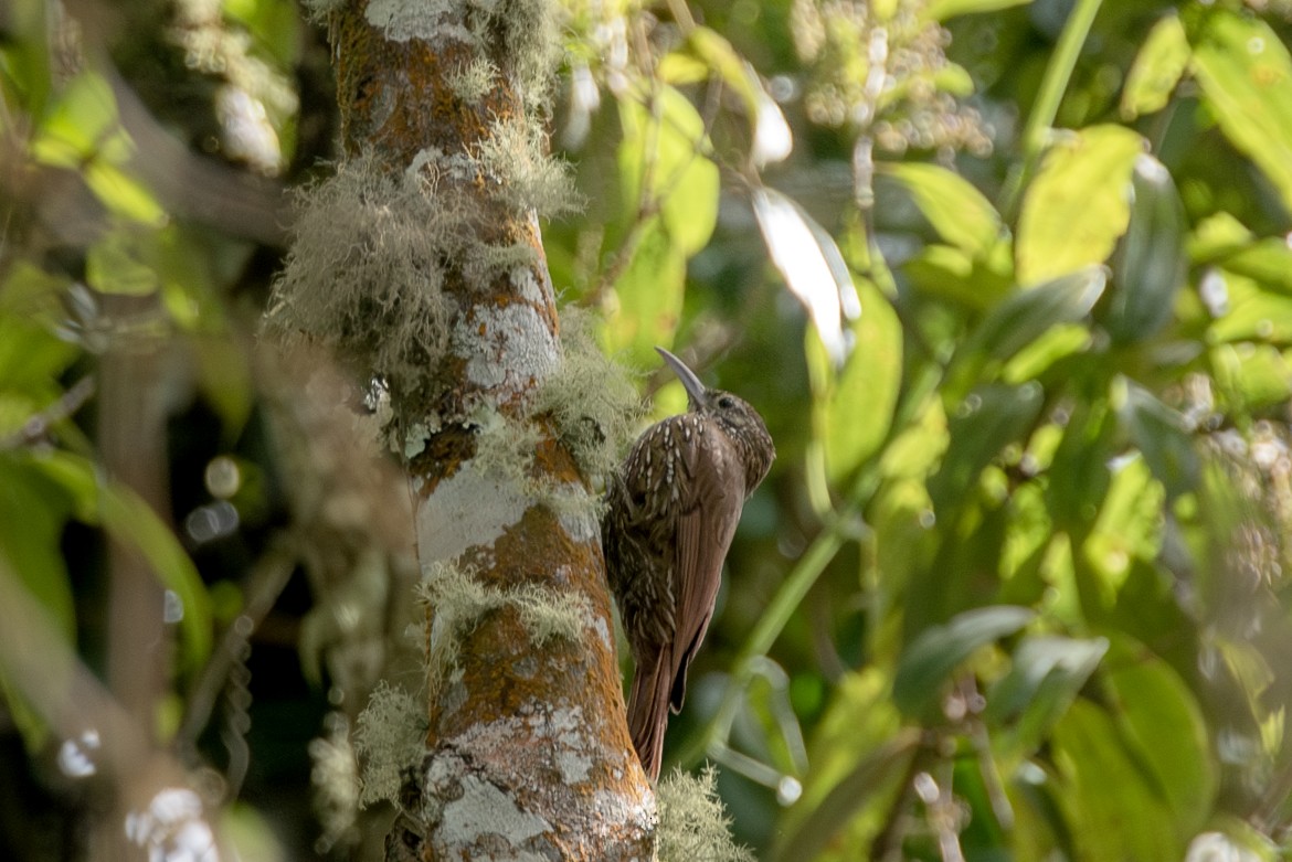 Pearled Treerunner - ML623161343