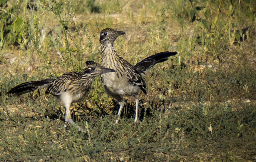 Greater Roadrunner - Cathy Severson