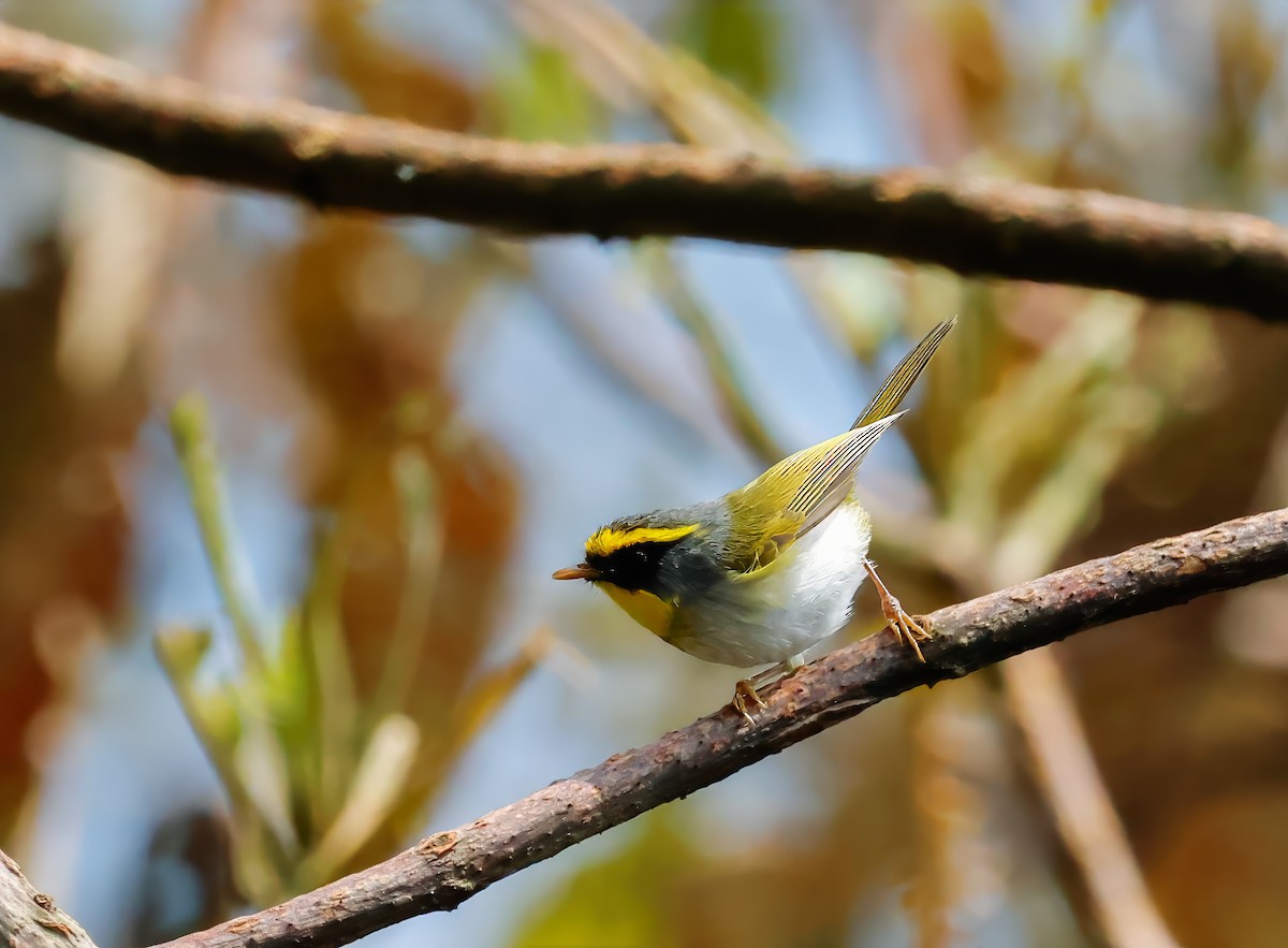 Black-faced Warbler - ML623161447