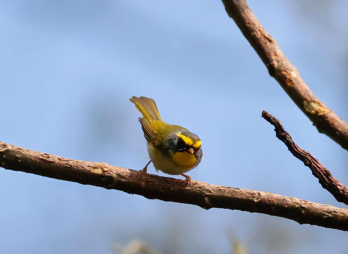 Black-faced Warbler - ML623161448