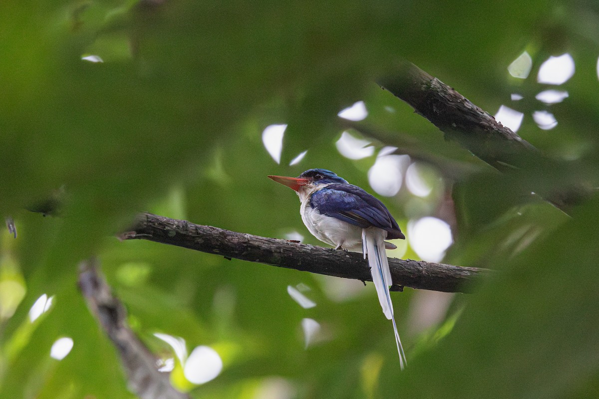 Common Paradise-Kingfisher - ML623161515