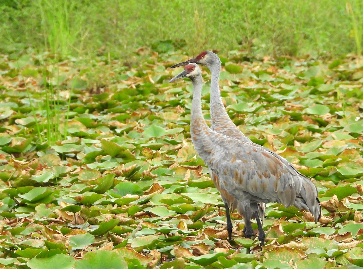 Grulla Canadiense - ML623161562