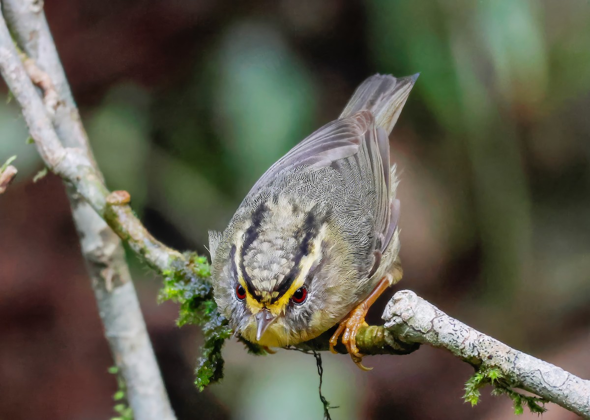 Yellow-throated Fulvetta - ML623161568