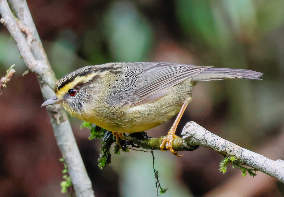 Yellow-throated Fulvetta - Peter Crosson