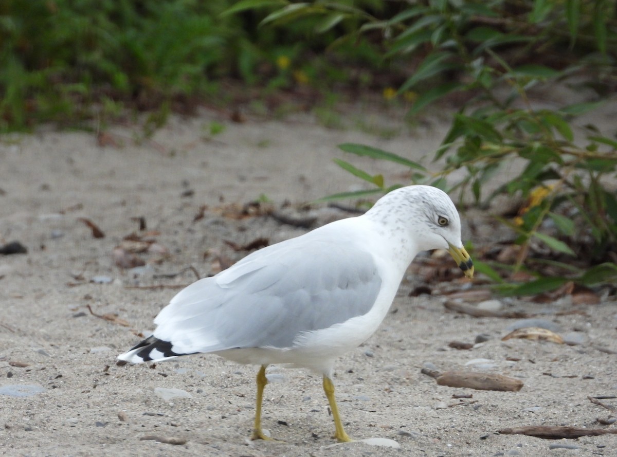 Ring-billed Gull - George Koppel