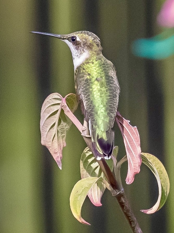 Ruby-throated Hummingbird - ML623161603