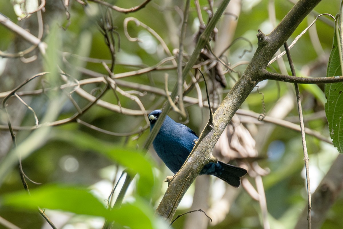 Blue-and-black Tanager - ML623161624