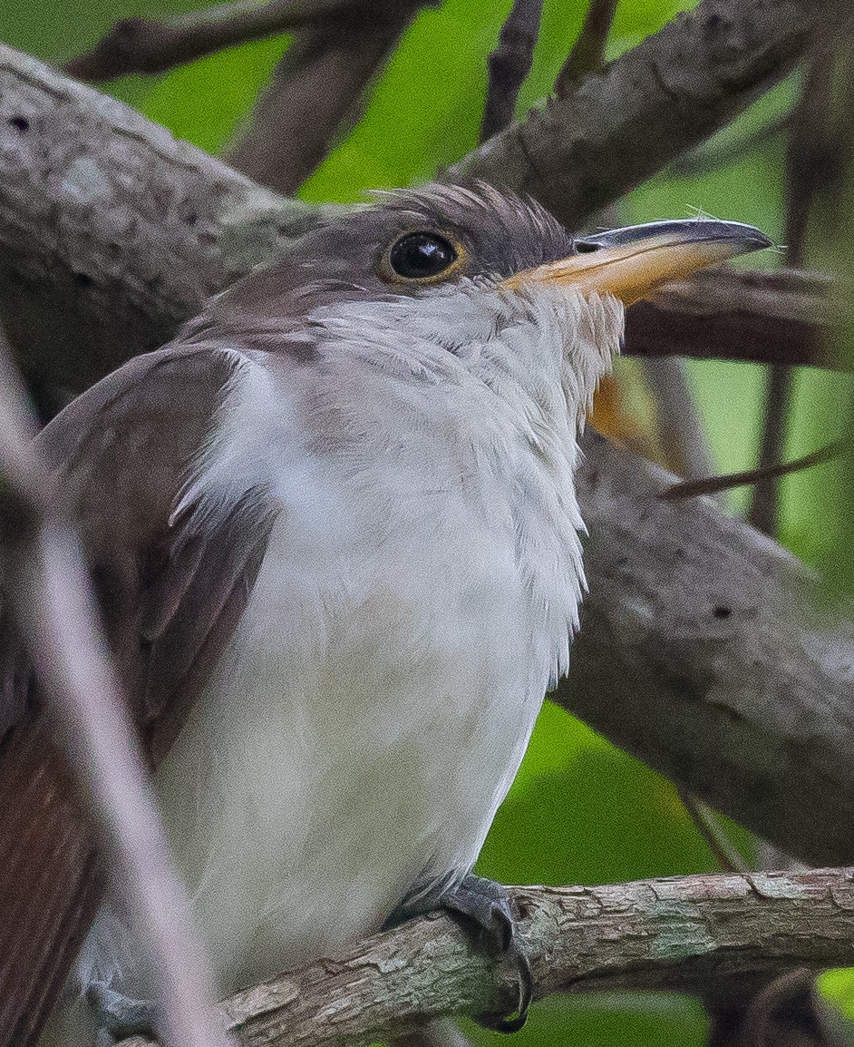 Yellow-billed Cuckoo - Phil Misseldine