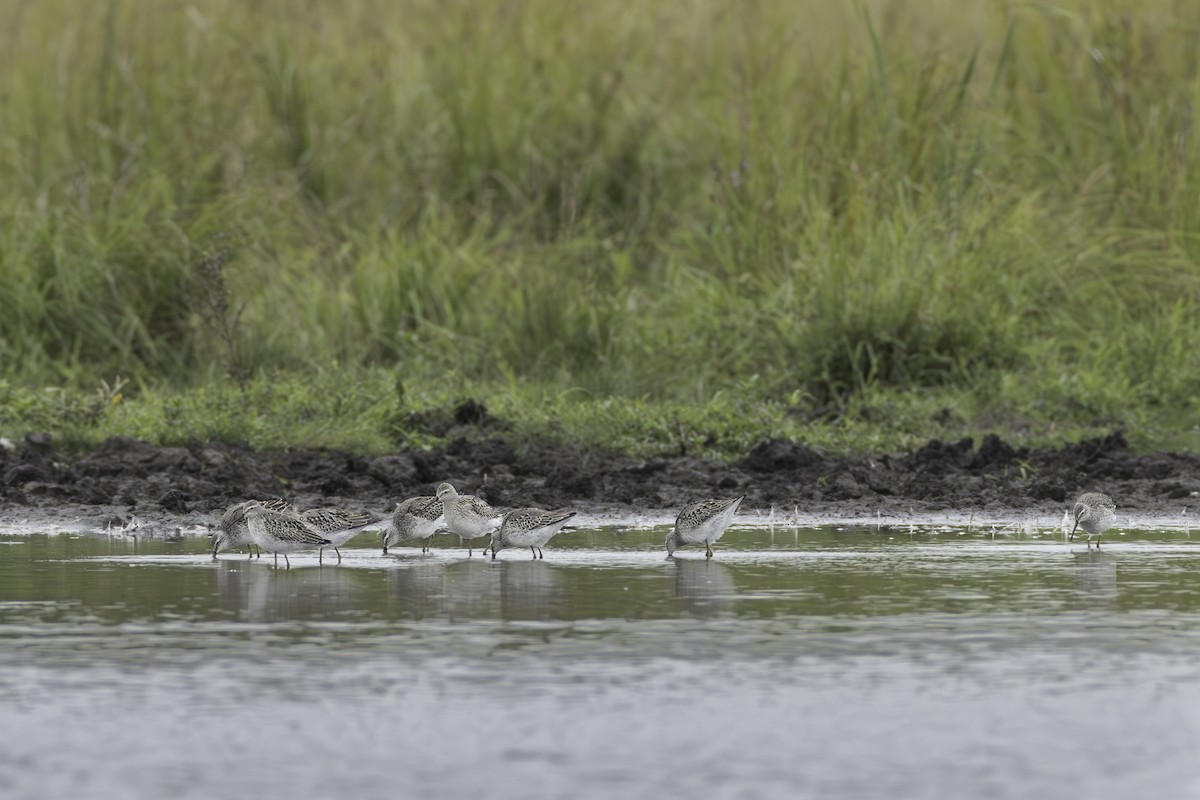 Stilt Sandpiper - Paul Jones