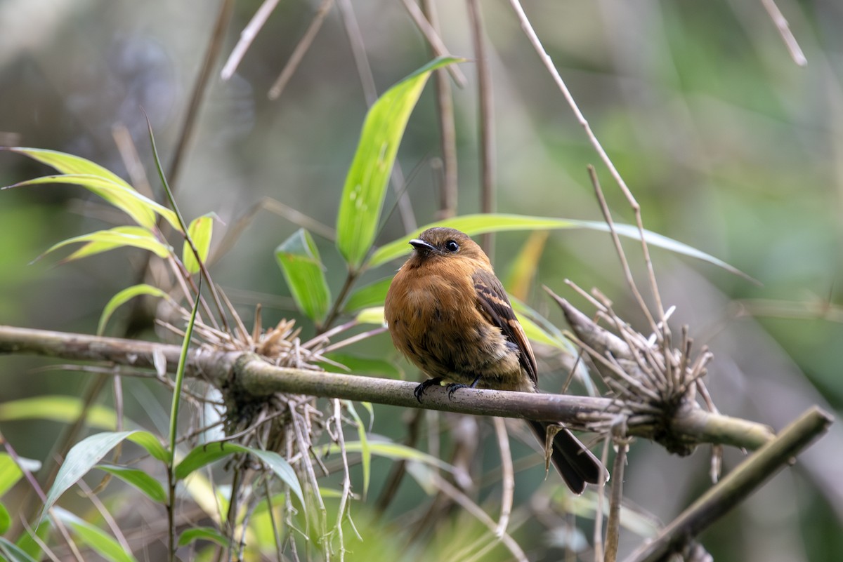 Cinnamon Flycatcher - ML623161641