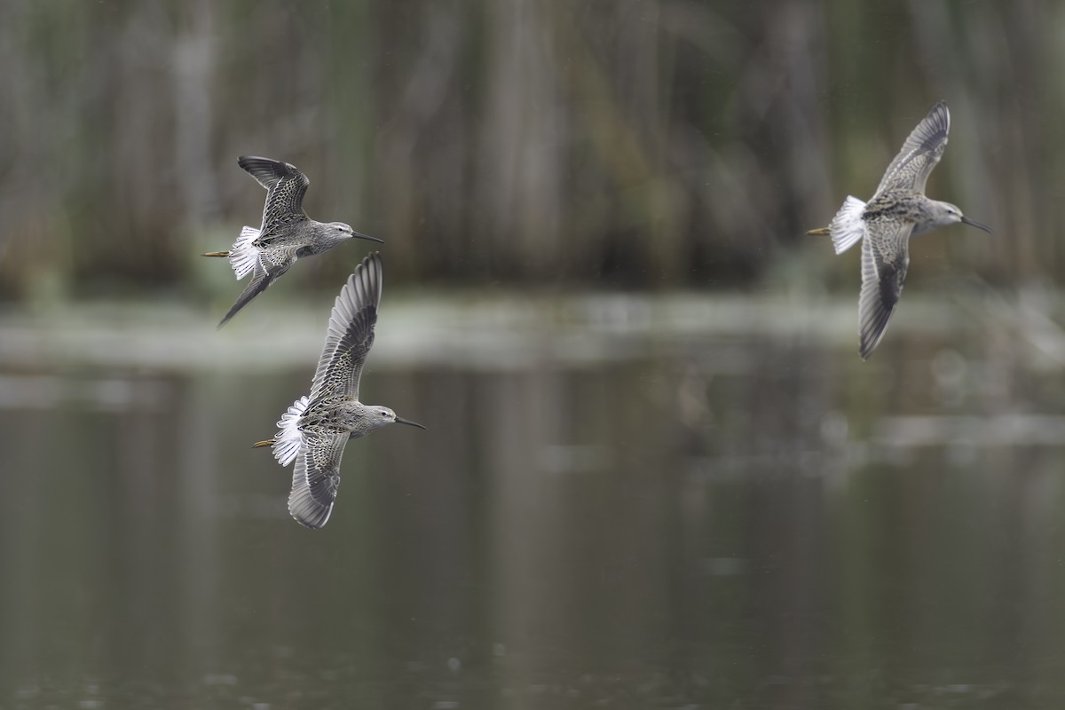 Stilt Sandpiper - ML623161644