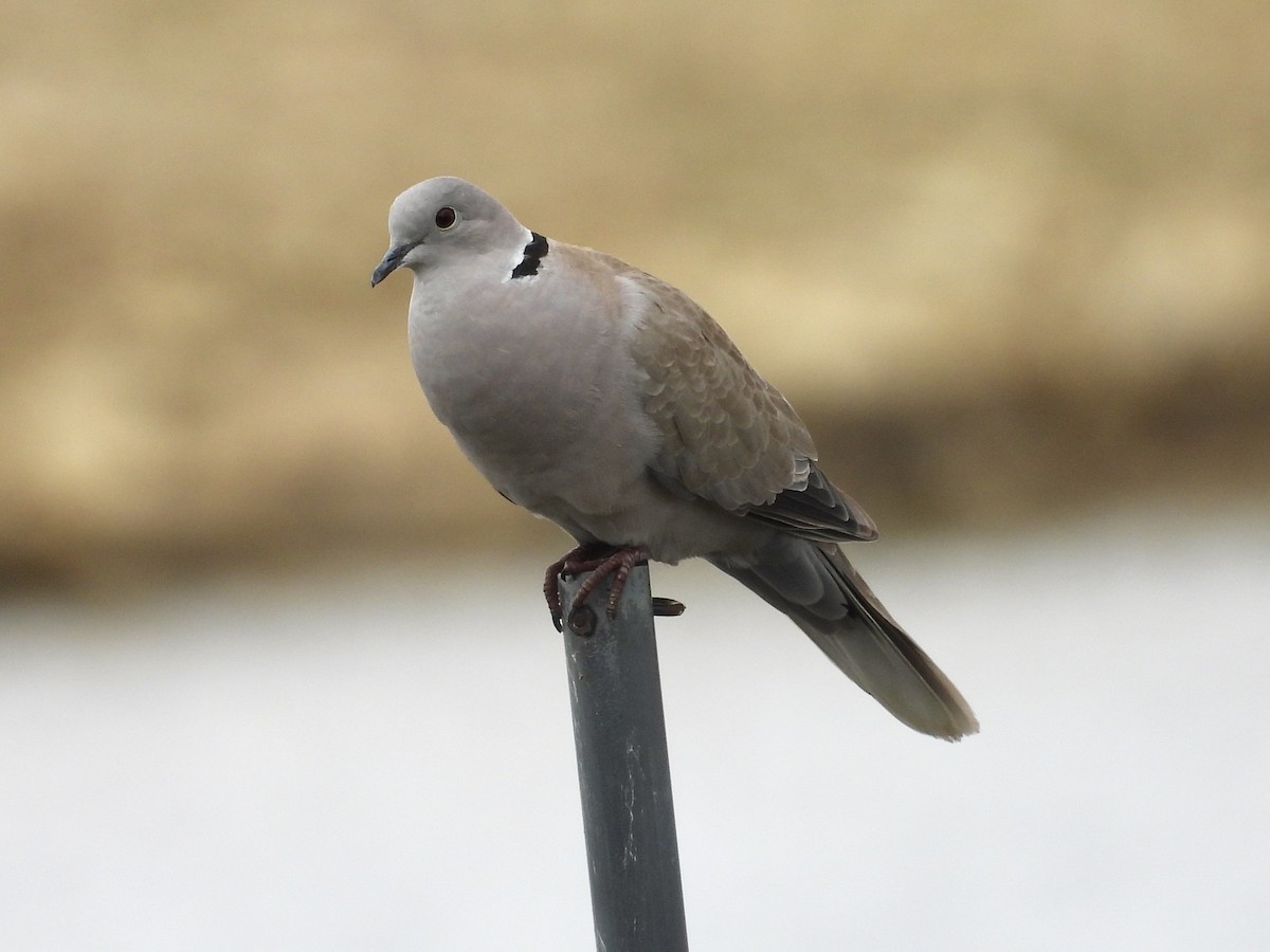 Eurasian Collared-Dove - ML623161652