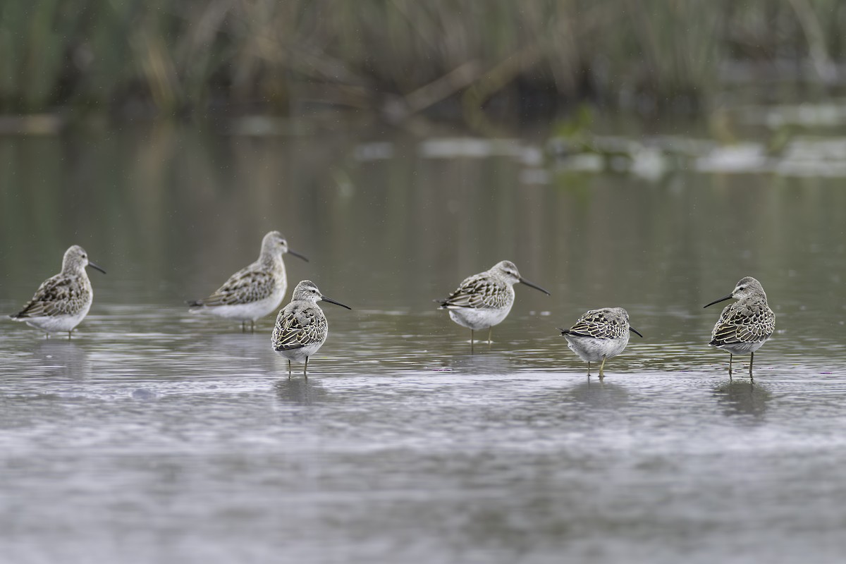 Stilt Sandpiper - ML623161677