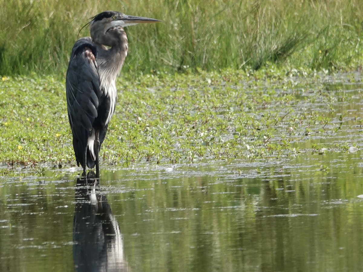 Great Blue Heron - ML623161682