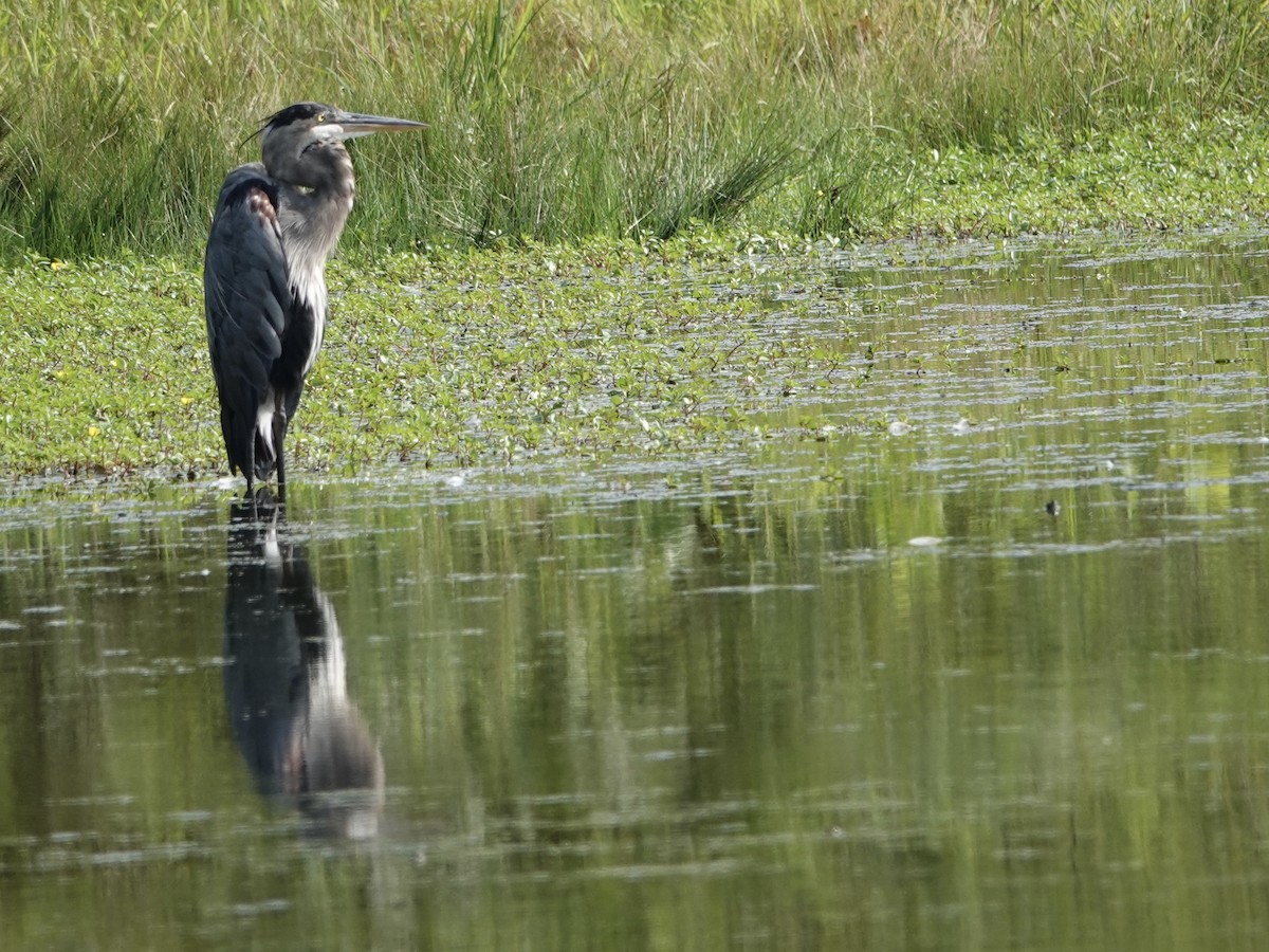 Great Blue Heron - ML623161683