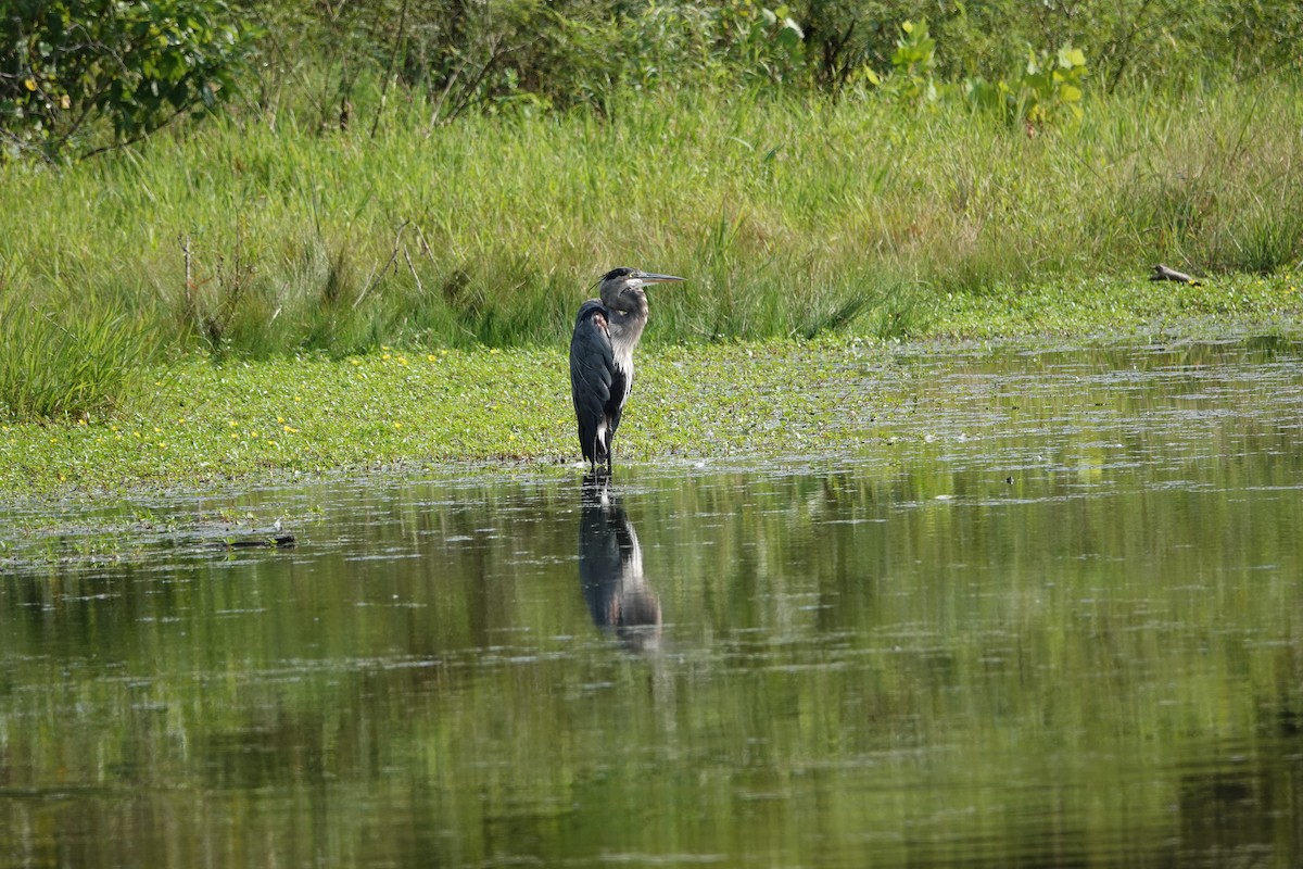 Great Blue Heron - ML623161684