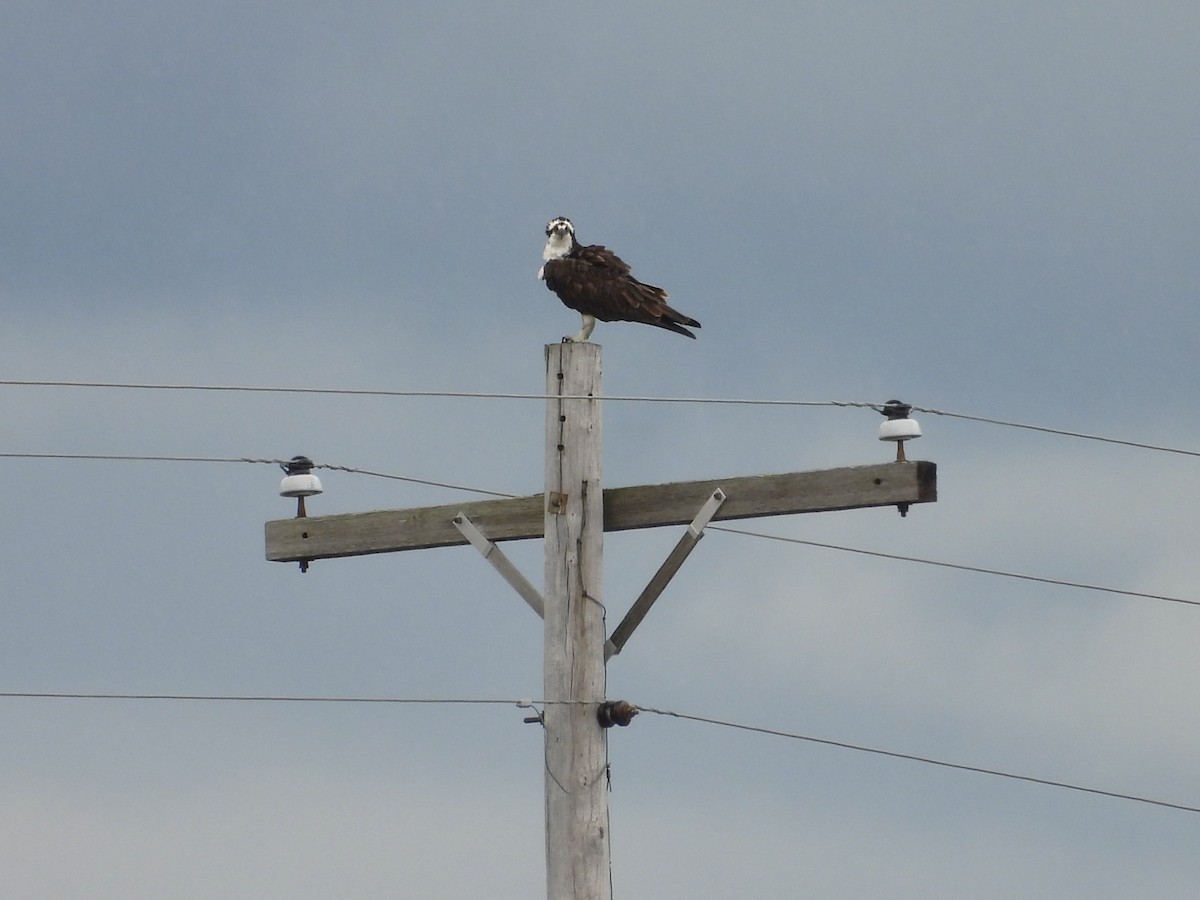 Osprey - ML623161685