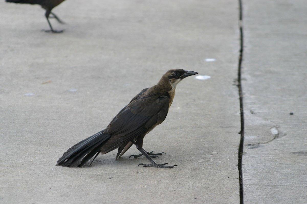 Great-tailed Grackle - ML623161695