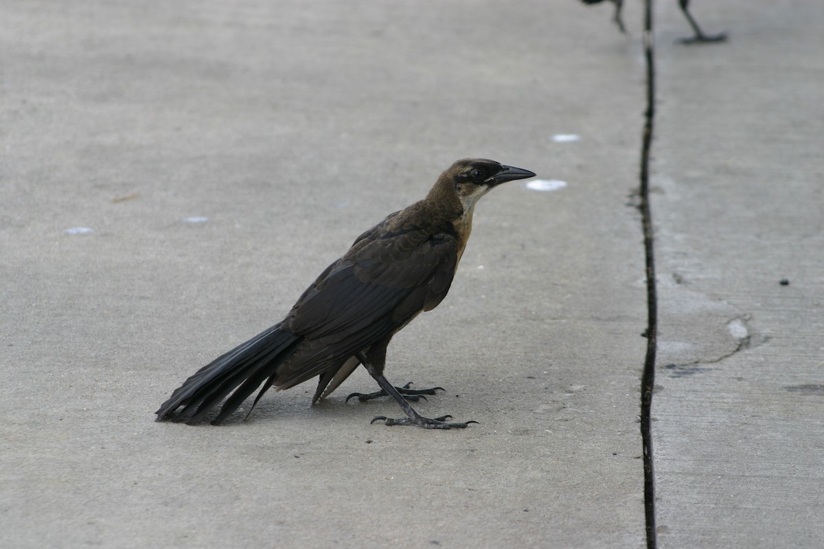 Great-tailed Grackle - ML623161696