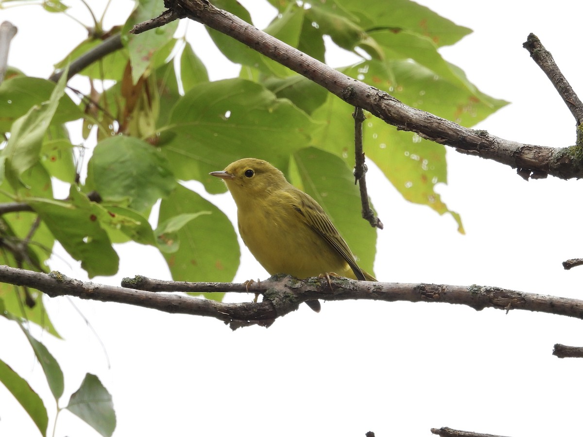 Yellow Warbler - ML623161708