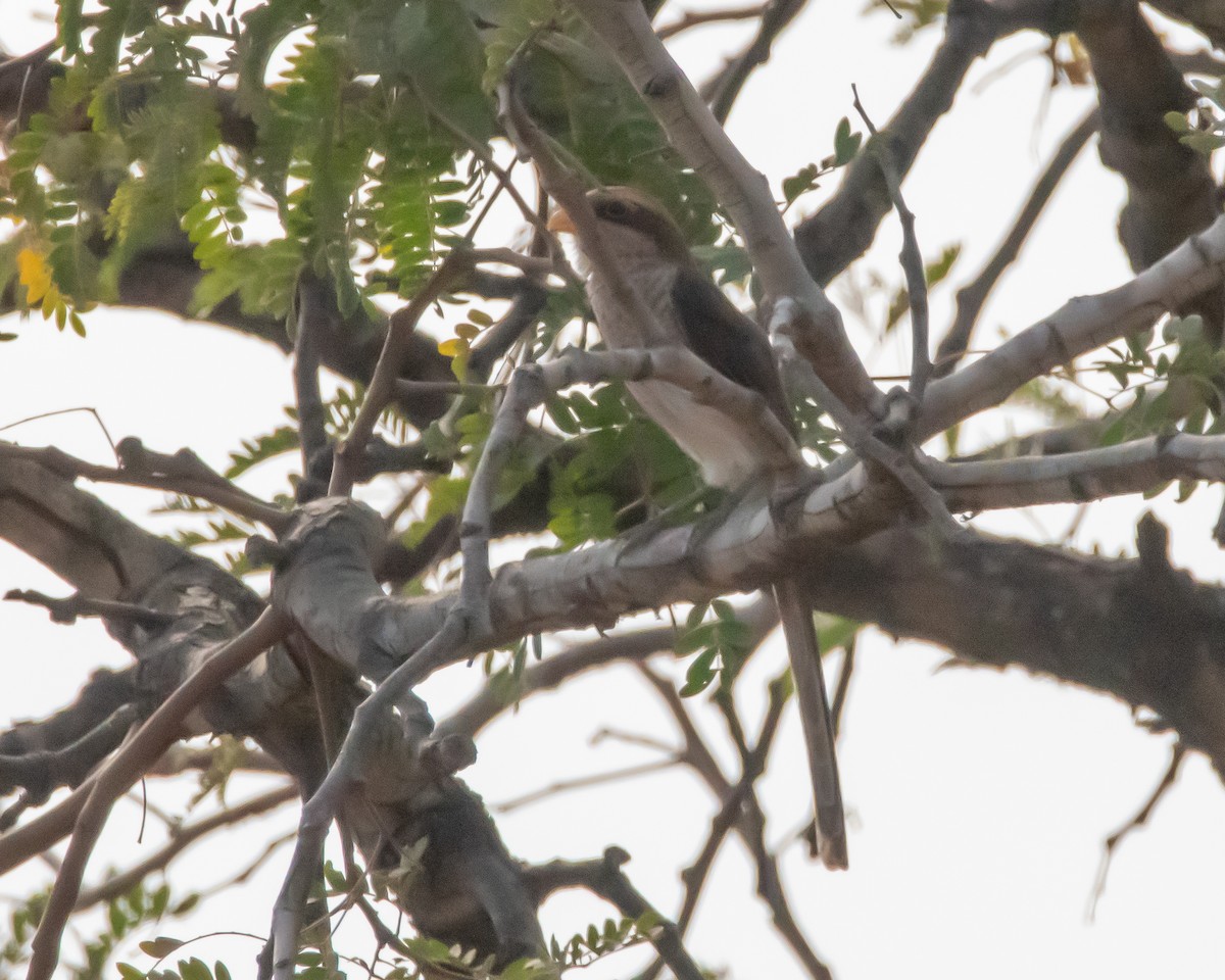 Yellow-billed Shrike - ML623161775