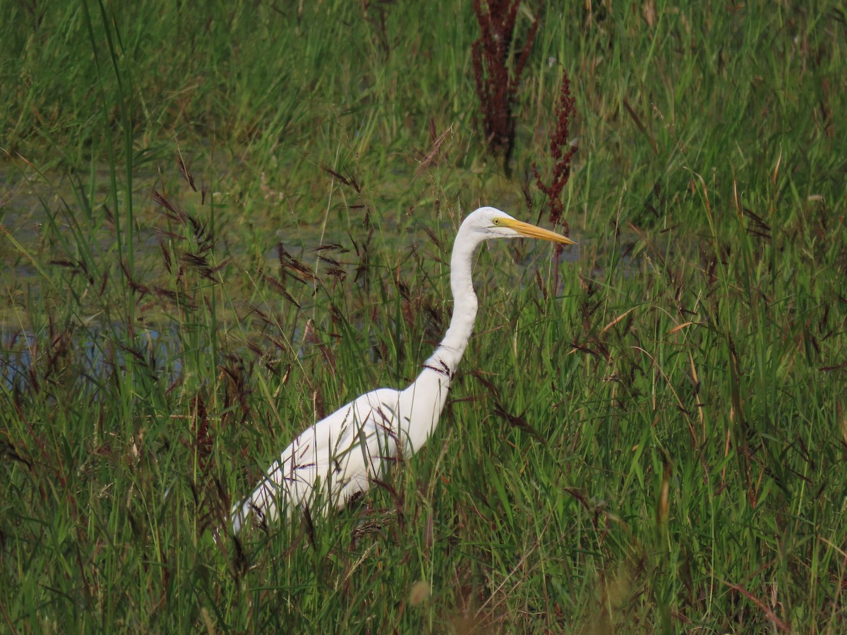 Great Egret - ML623161782