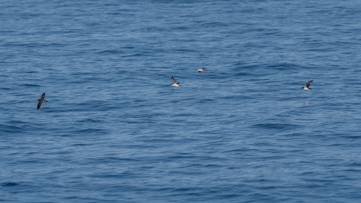 Black-vented Shearwater - ML623161790