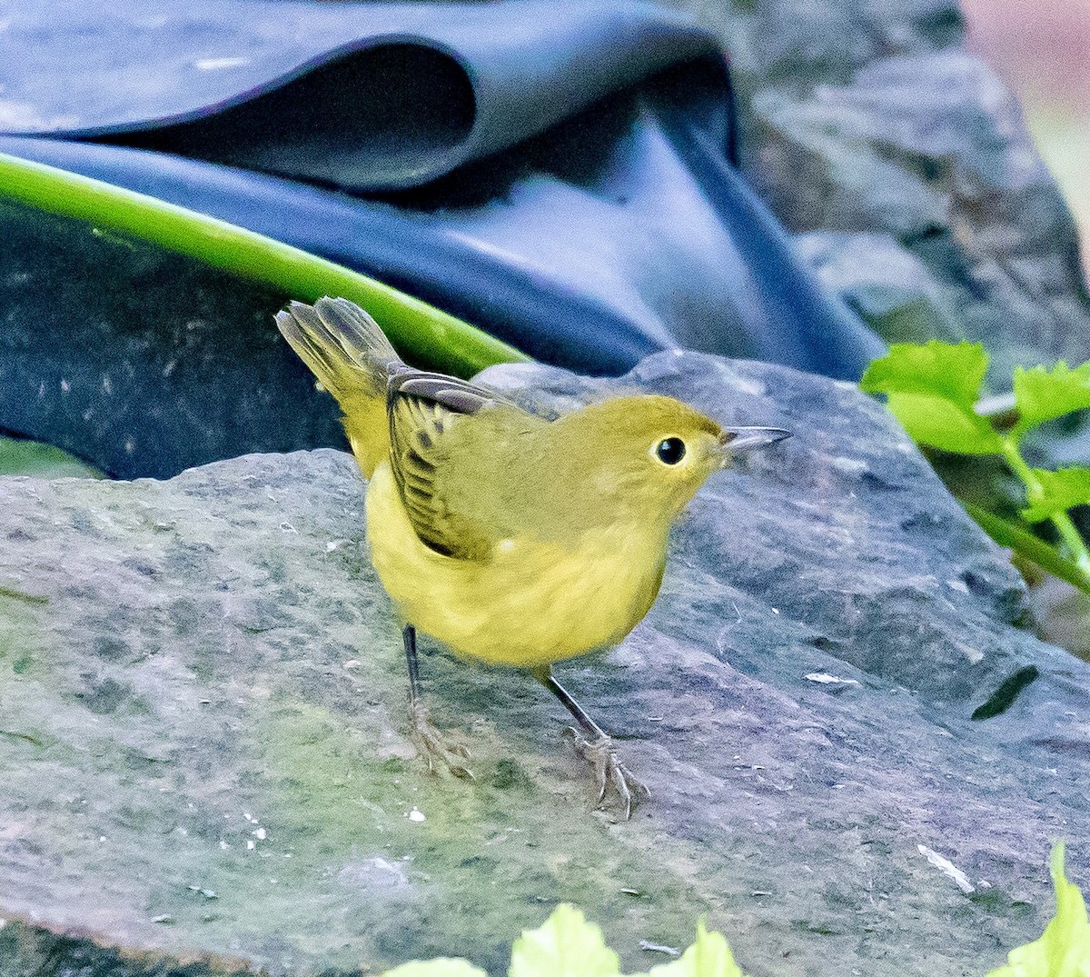 Yellow Warbler - ML623161792