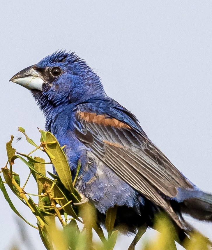 Blue Grosbeak - ML623161799