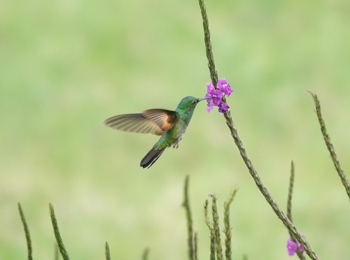 Stripe-tailed Hummingbird - ML623161828