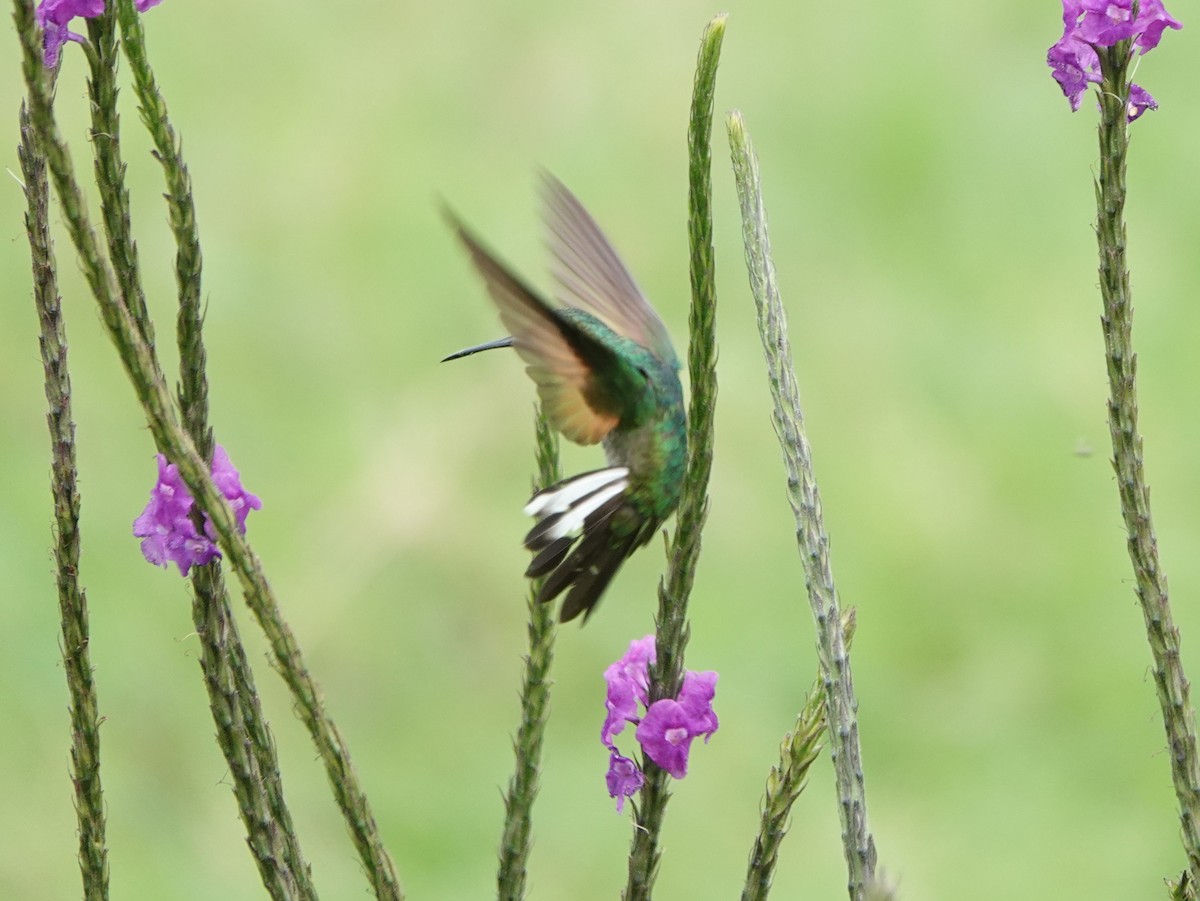 Stripe-tailed Hummingbird - ML623161829