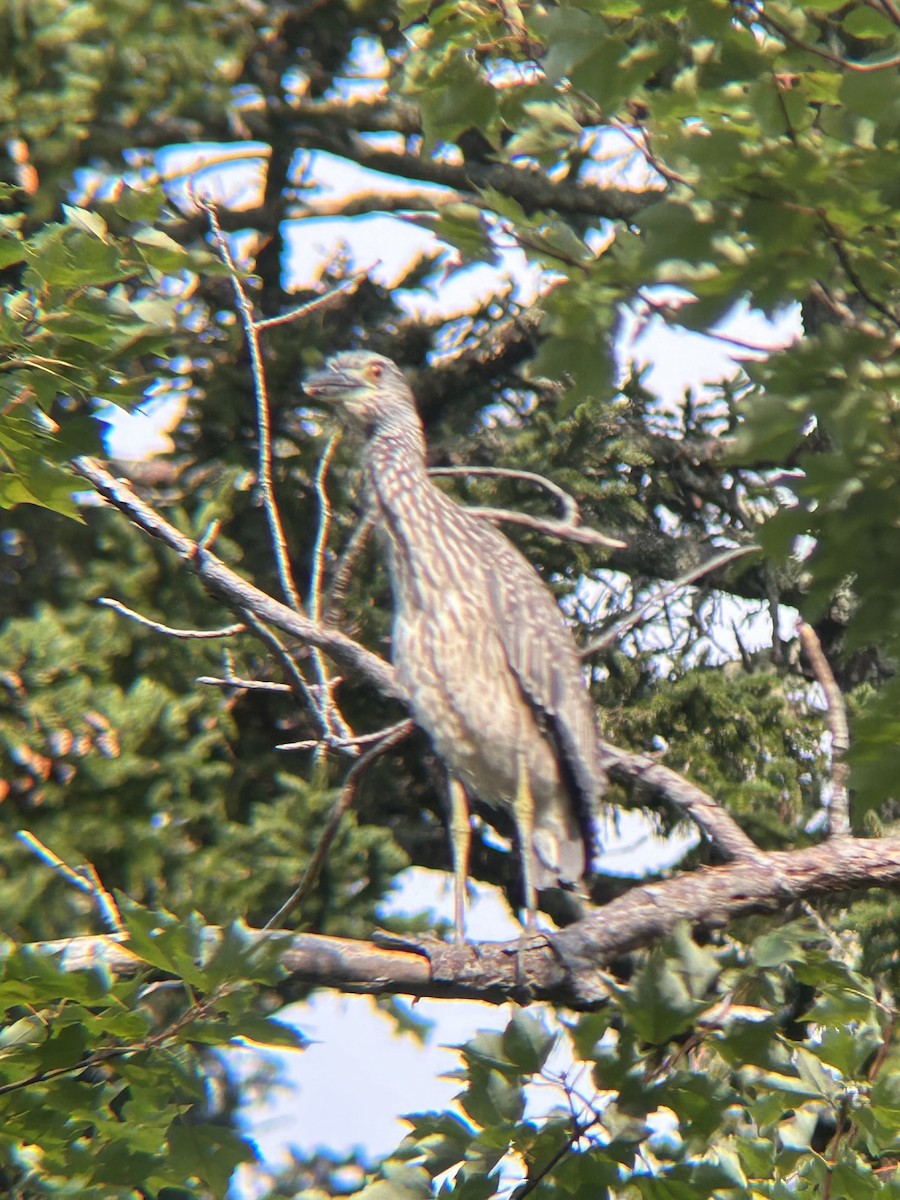 Yellow-crowned Night Heron - ML623161860