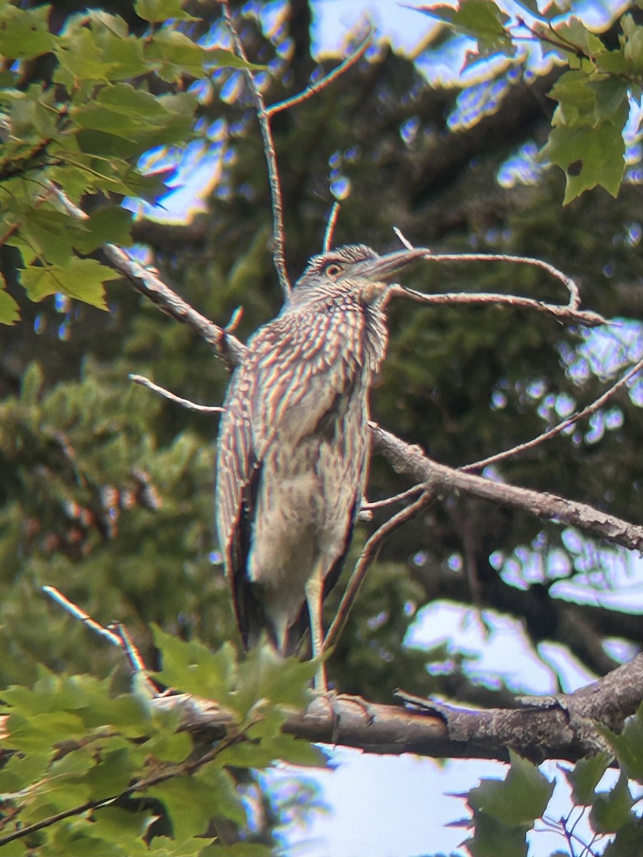 Yellow-crowned Night Heron - ML623161861