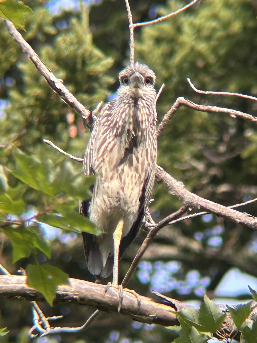 Yellow-crowned Night Heron - ML623161862