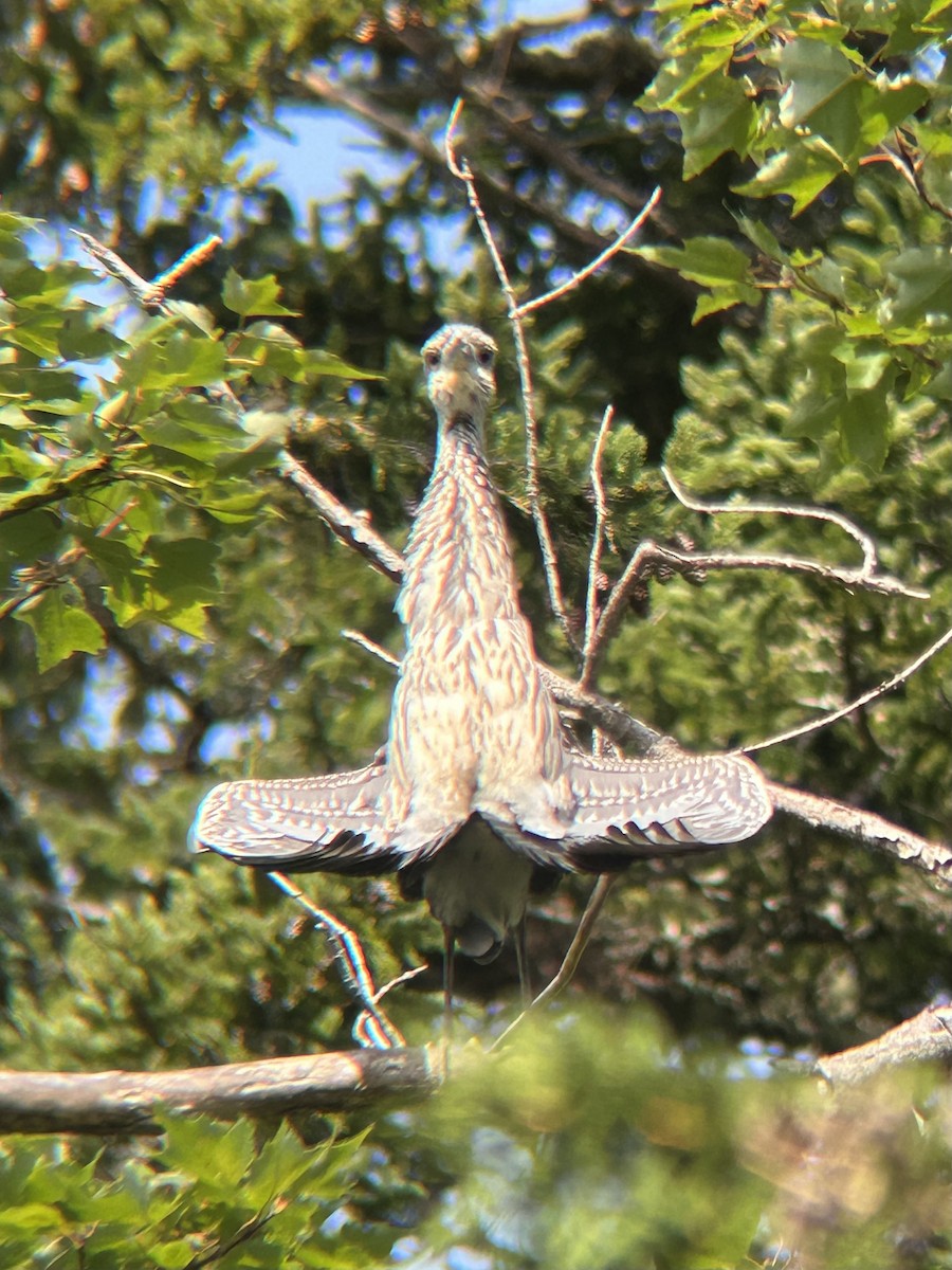 Yellow-crowned Night Heron - ML623161863
