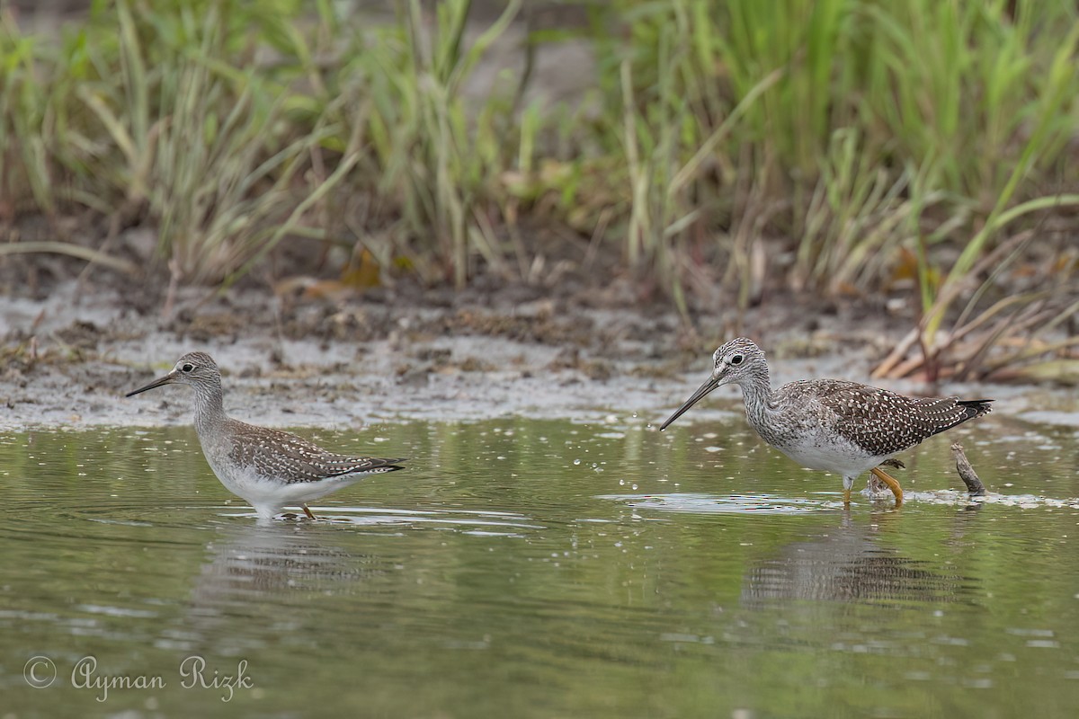 Greater Yellowlegs - ML623161888