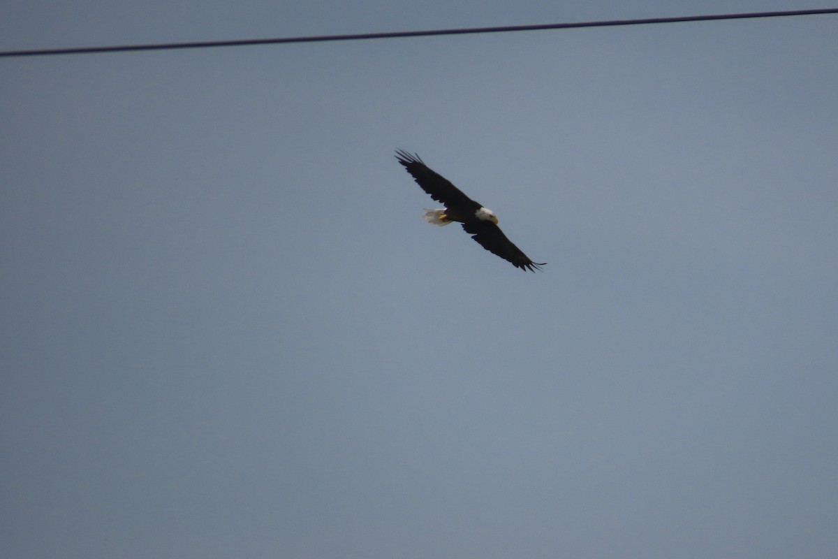 Bald Eagle - ML623161928