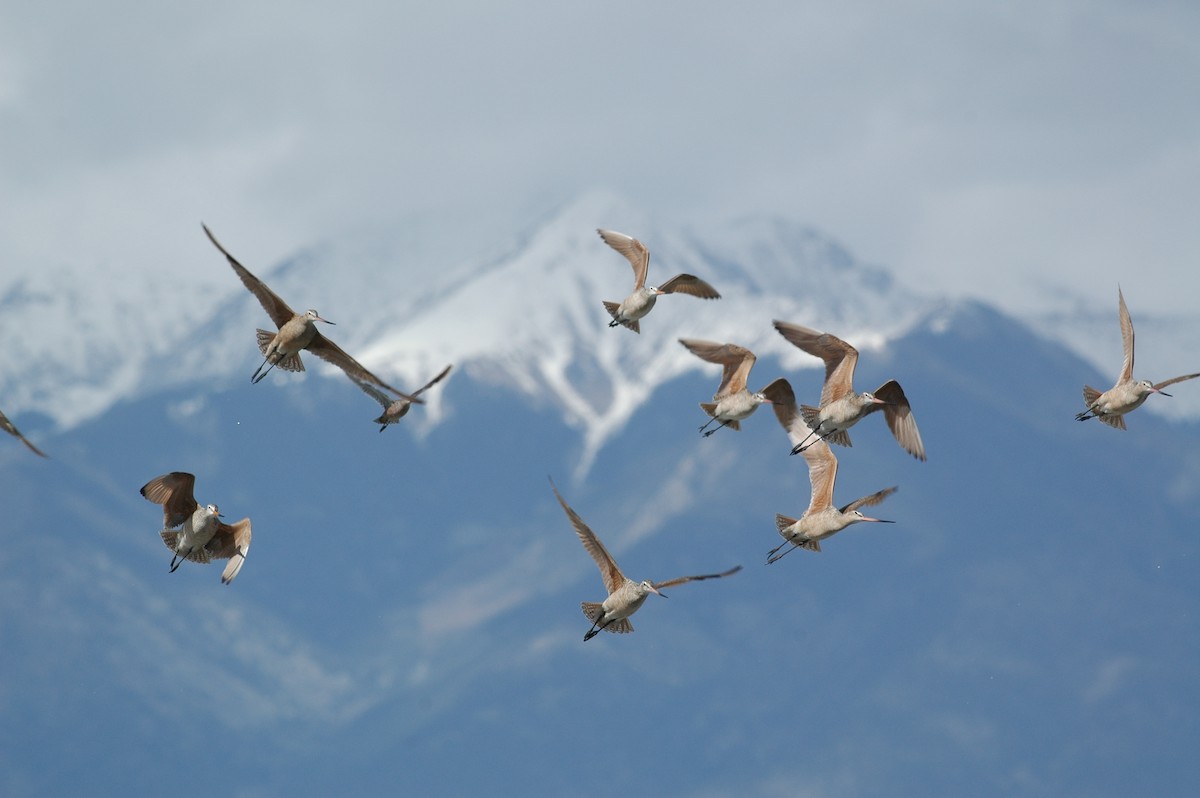 Marbled Godwit - ML623161934