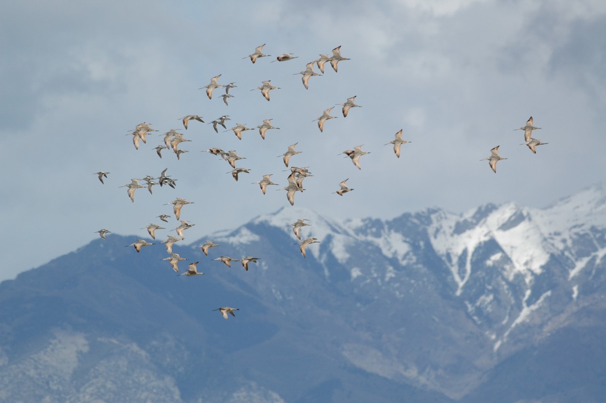 Marbled Godwit - ML623161942