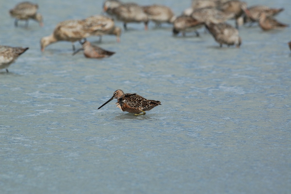 長嘴半蹼鷸 - ML623161949