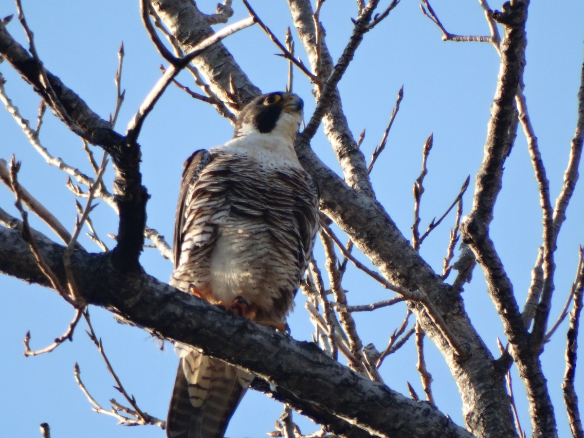 Peregrine Falcon - ML623161976