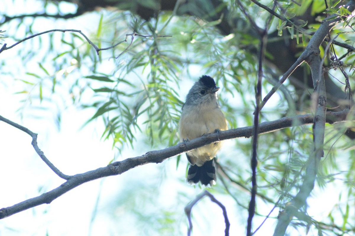 Variable Antshrike - ML623161983