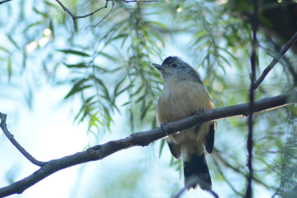 Variable Antshrike - ML623161984