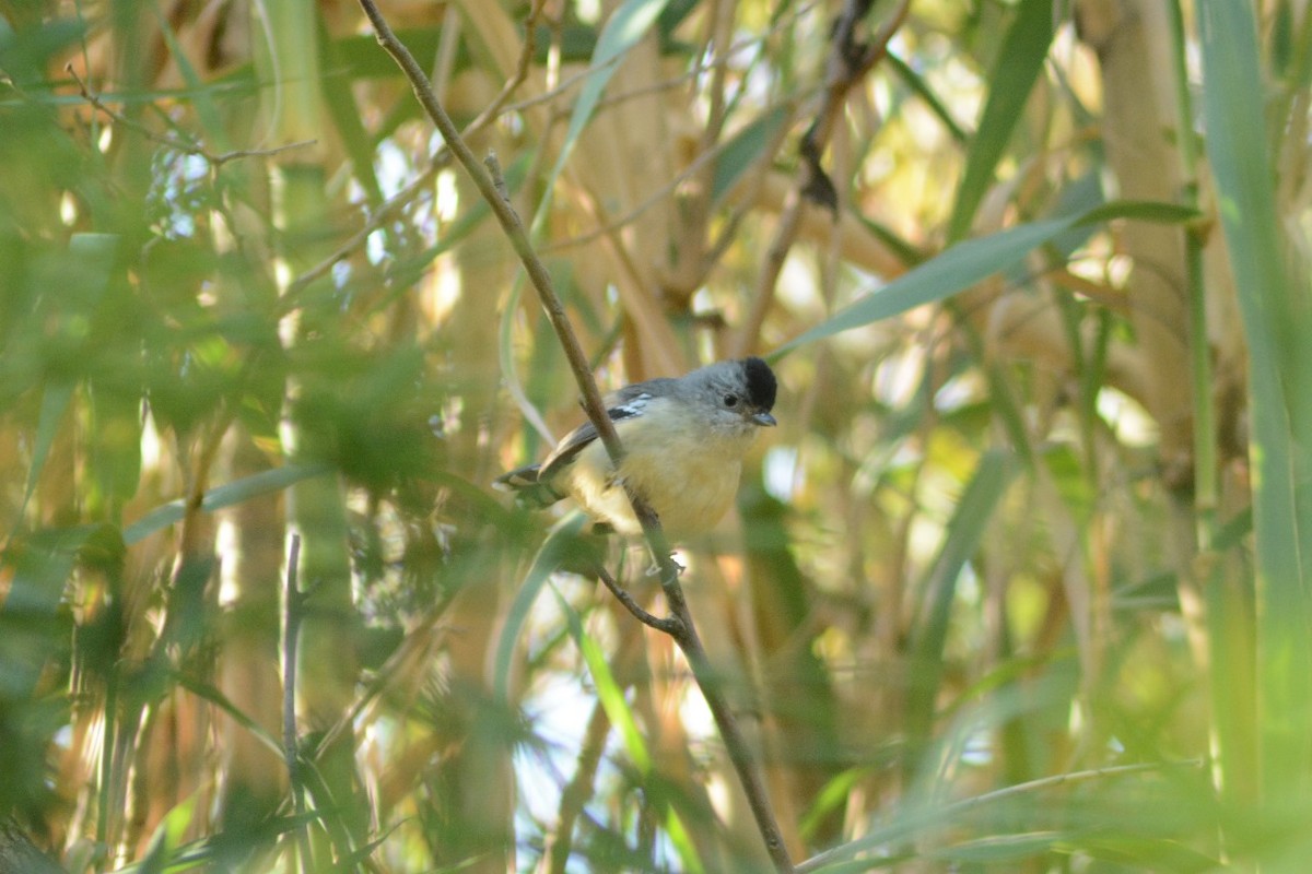 Variable Antshrike - ML623161985